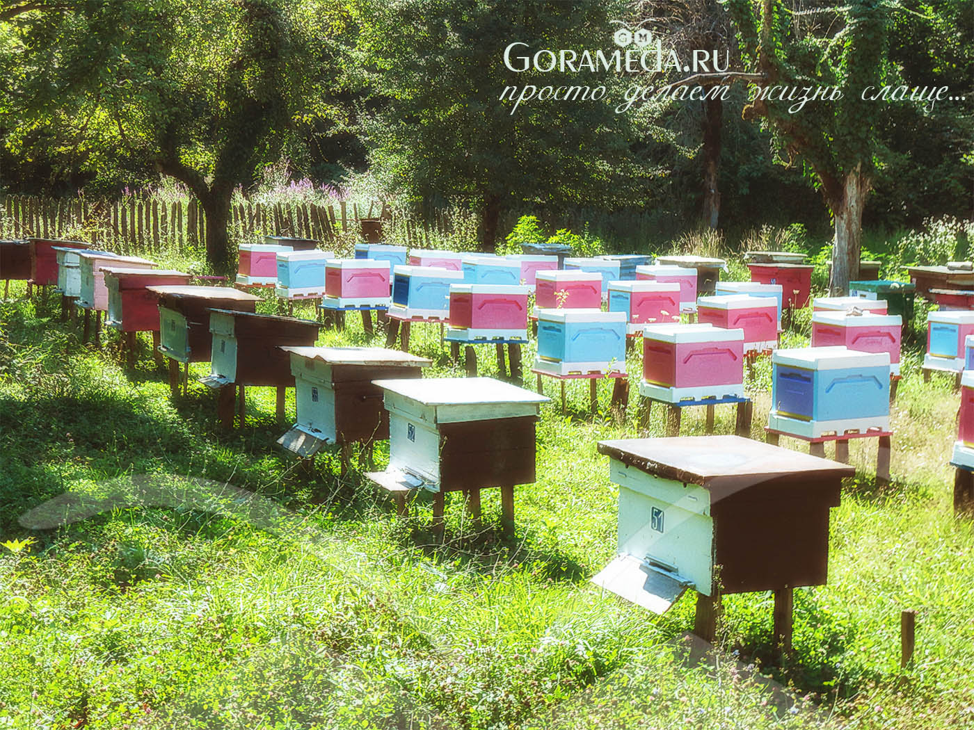 пасека пчелохозяйства Гора Мёда