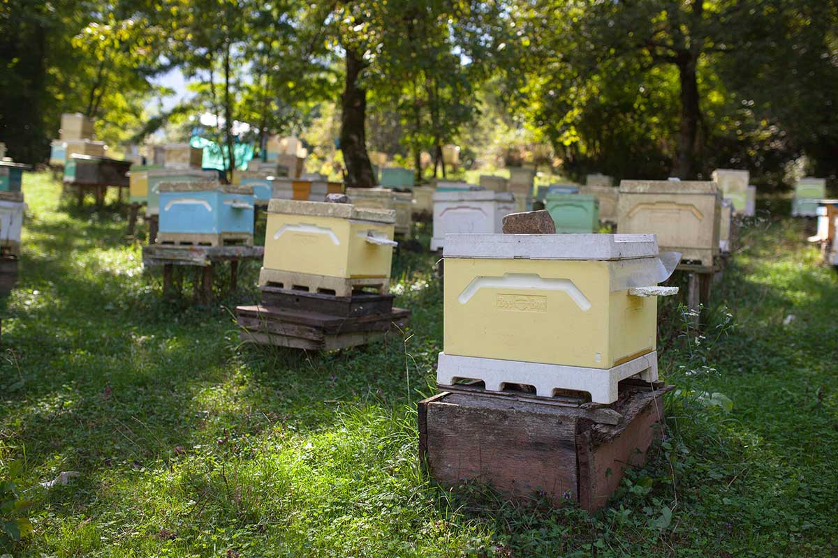 пасека Гора Мёда