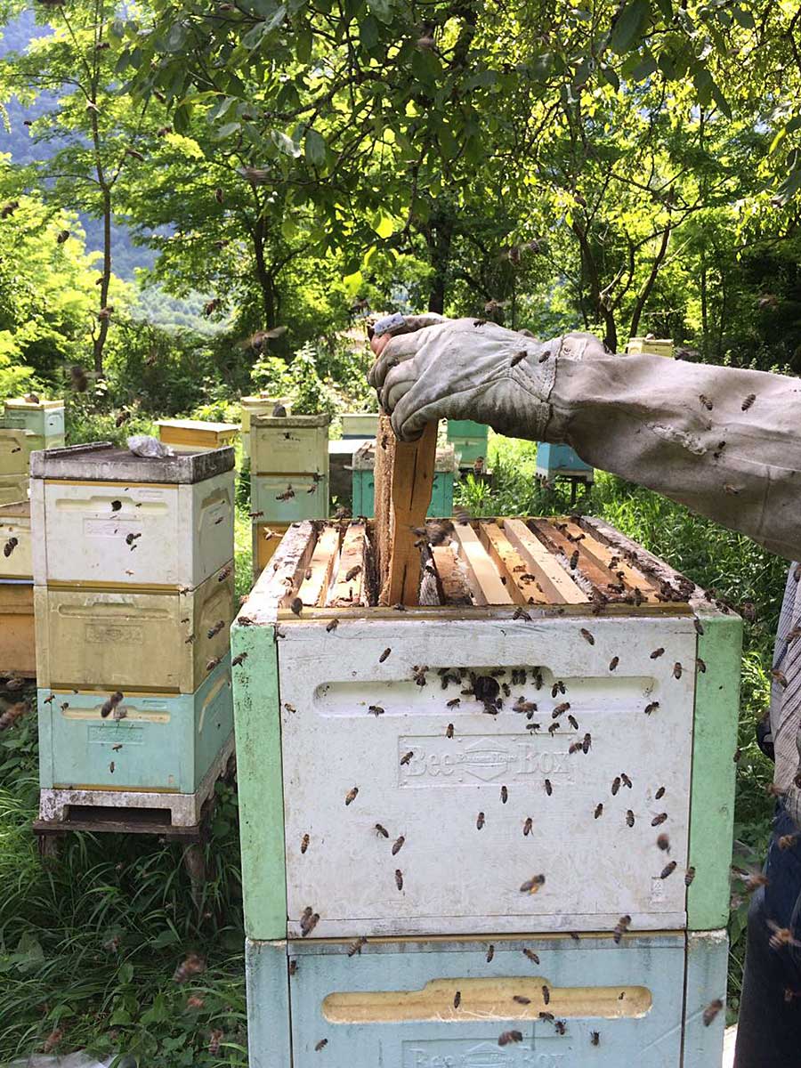 пчелохозяйство Гора Мёда