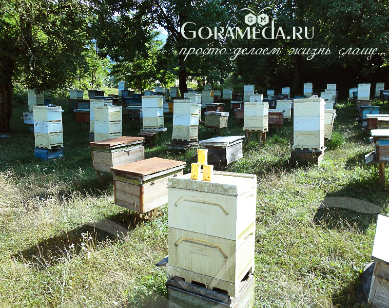 gorameda_paseka